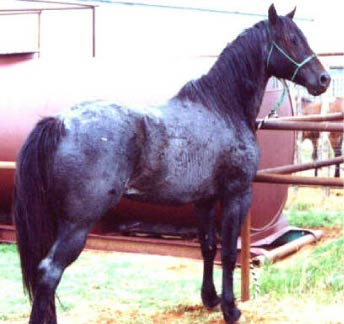 Jills One Sock blue roan son of Wild Horse Breezy